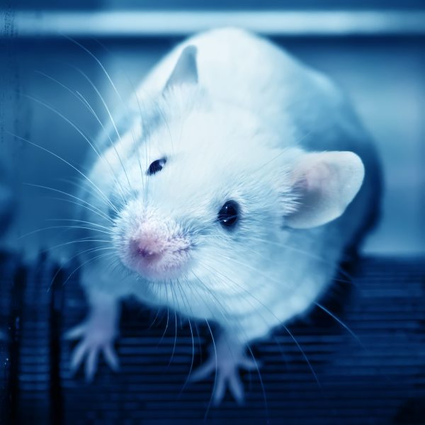 shutterstock_177481676-scaled